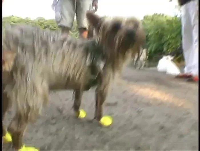 Beneficios adicionales: control de tracción, protección contra arena, pavimento caliente, arcilla, hormigas, aseo y postoperatorio.