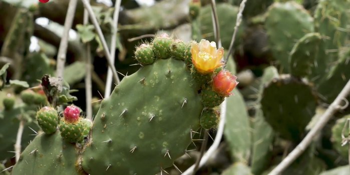 Establece una colaboración justa con artesanos locales (Acatpec) para la elaboración.