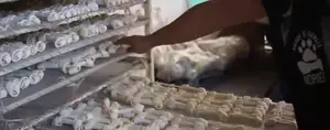 Fabricación de Huesos de Carnaza para Mascotas: El Método Noriega