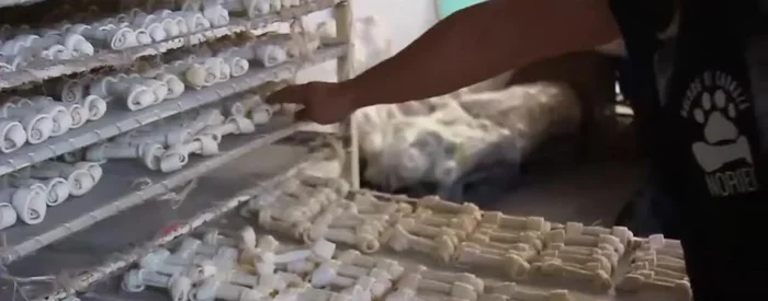 Corte de varitas y empaque: Después del secado, se cortan pequeñas varitas y se empaquetan para su distribución.