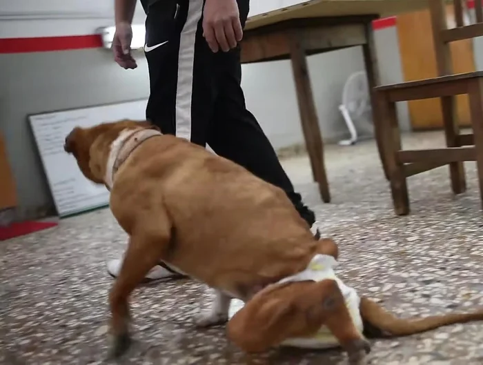 Calcular las medidas del carrito teniendo en cuenta las medidas del perrito y la inclinación natural de su cuerpo (aproximadamente 45cm de diferencia entre la altura de la cruz y el pecho).