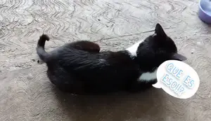 Cómo Hacer un Bonito para Gatos: ¡Fácil y Rápido!