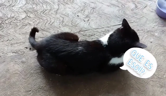 Colocar el bonito en el gato, verificando que no esté ni muy apretado ni muy flojo.