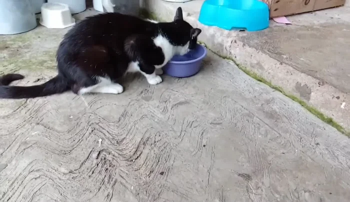 Medir el cuello y la profundidad deseados para el bonito del gato. (Ajustar las medidas a tu mascota)