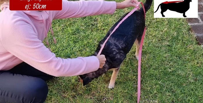 Tomar medidas de la mascota: Largo de espalda (cuello a cola), contorno de cuello, contorno de busto/torso, sisa (cuello a pata trasera).