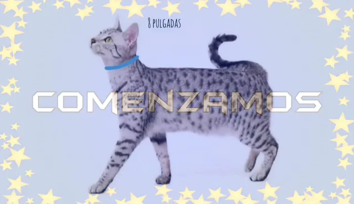 Hacer una línea diagonal desde la marca hasta la esquina y cortar sobre esta línea. Repetir en el otro lado.