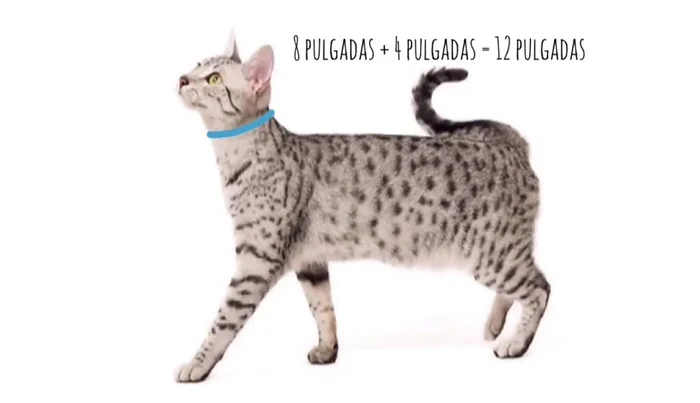 Hacer una línea diagonal desde la marca hasta la esquina y cortar sobre esta línea. Repetir en el otro lado.