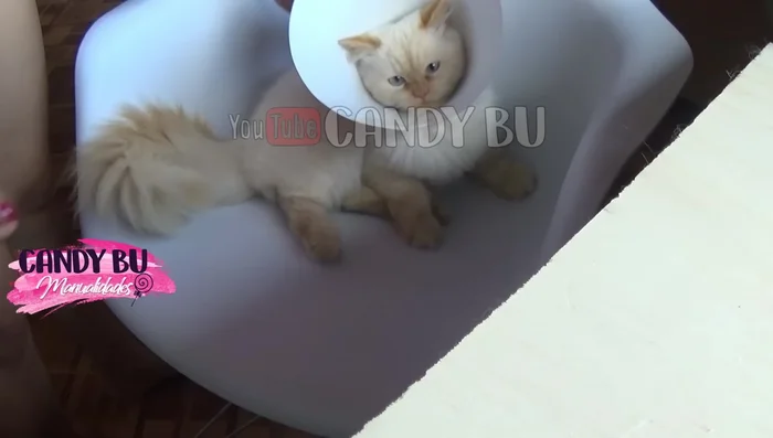 Corta el exceso de cinta y ajusta el largo del collar si es necesario, asegurándote de que tu mascota pueda comer y beber cómodamente.