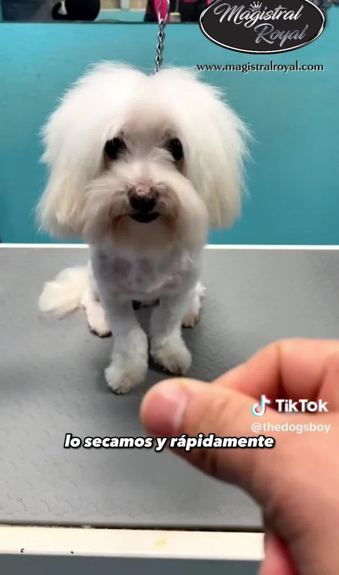 Secar al perro después del baño.