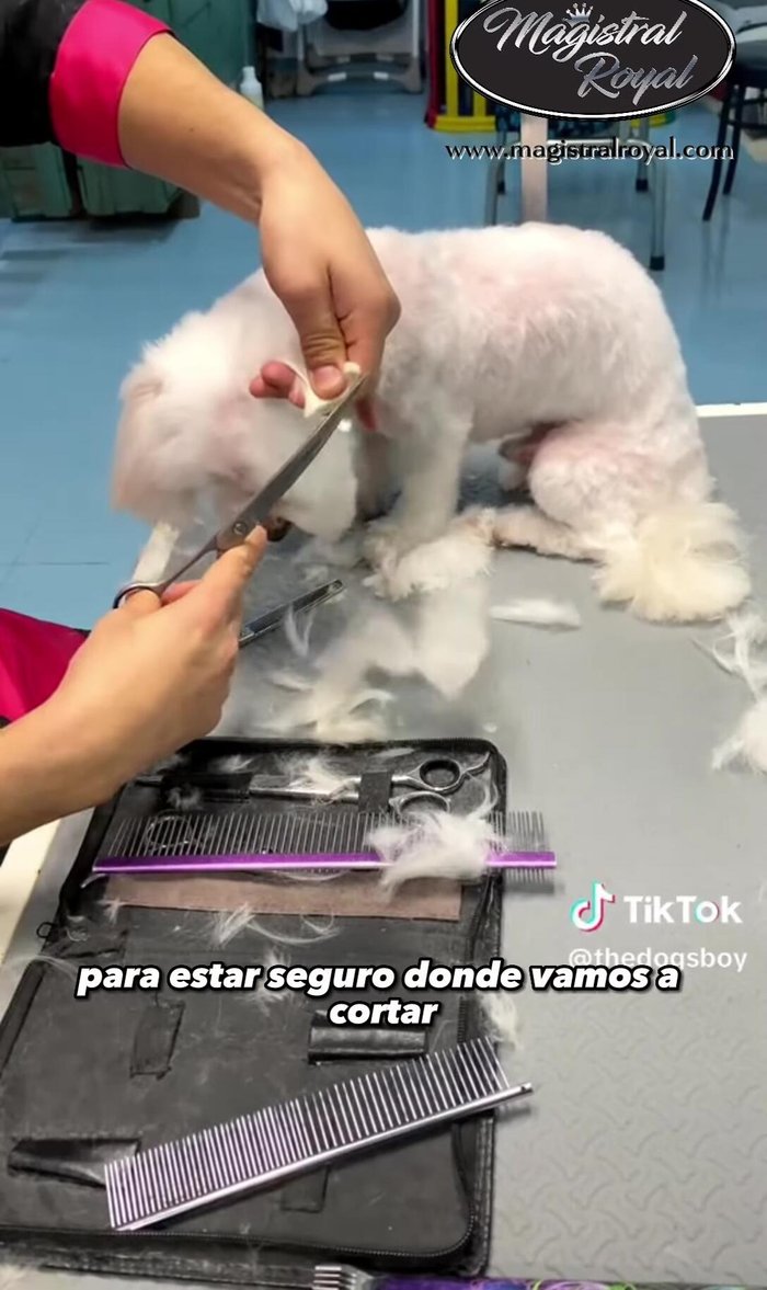 Marcar dónde está la oreja y cortar las puntas sobrantes. Pulir con tijeras de esculpir.