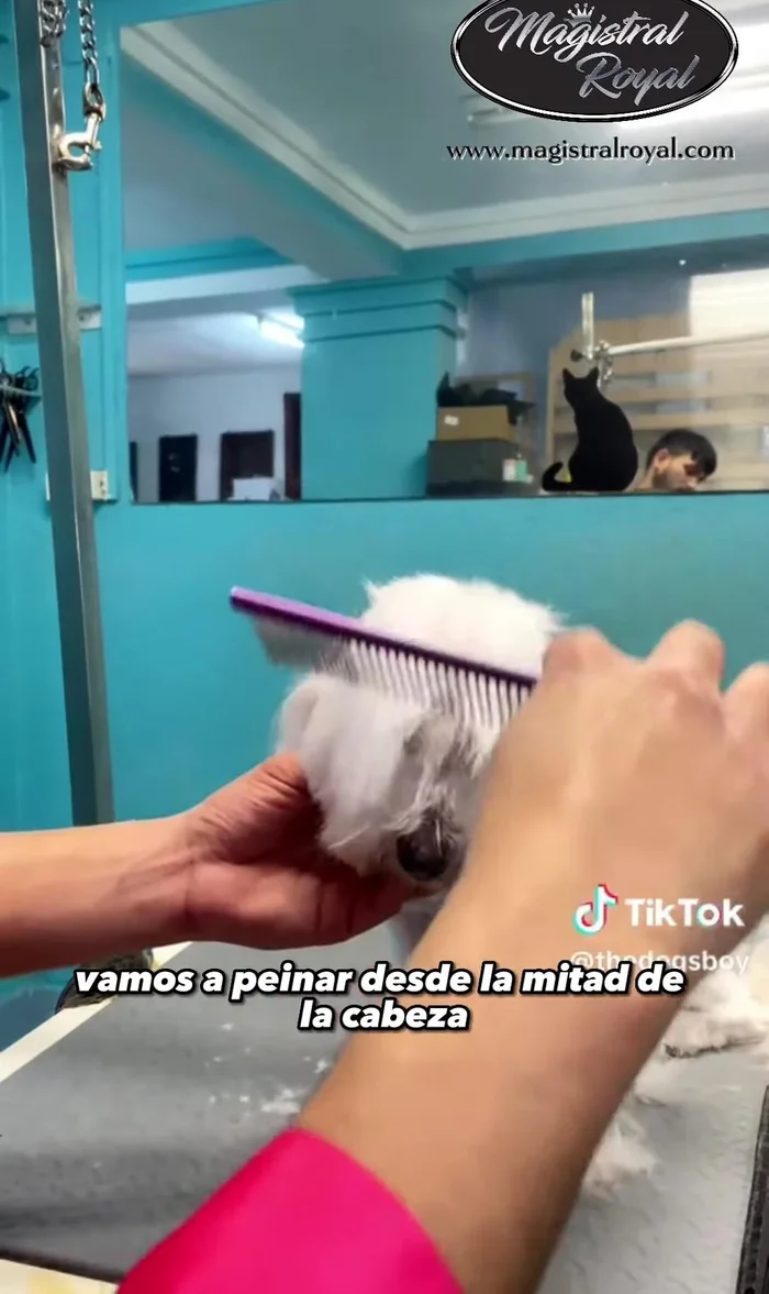 Pulir con tijeras de esculpir la entreceja y un poco desde el comienzo del hocico.