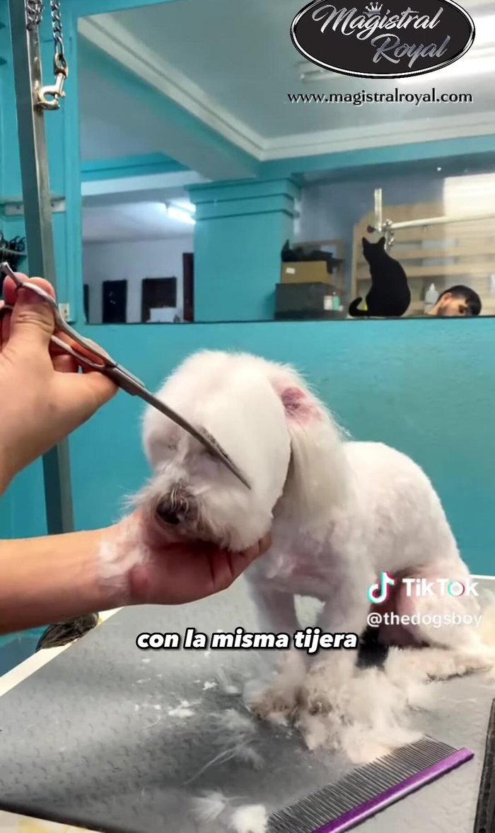 Pulir con tijeras de esculpir la entreceja y un poco desde el comienzo del hocico.