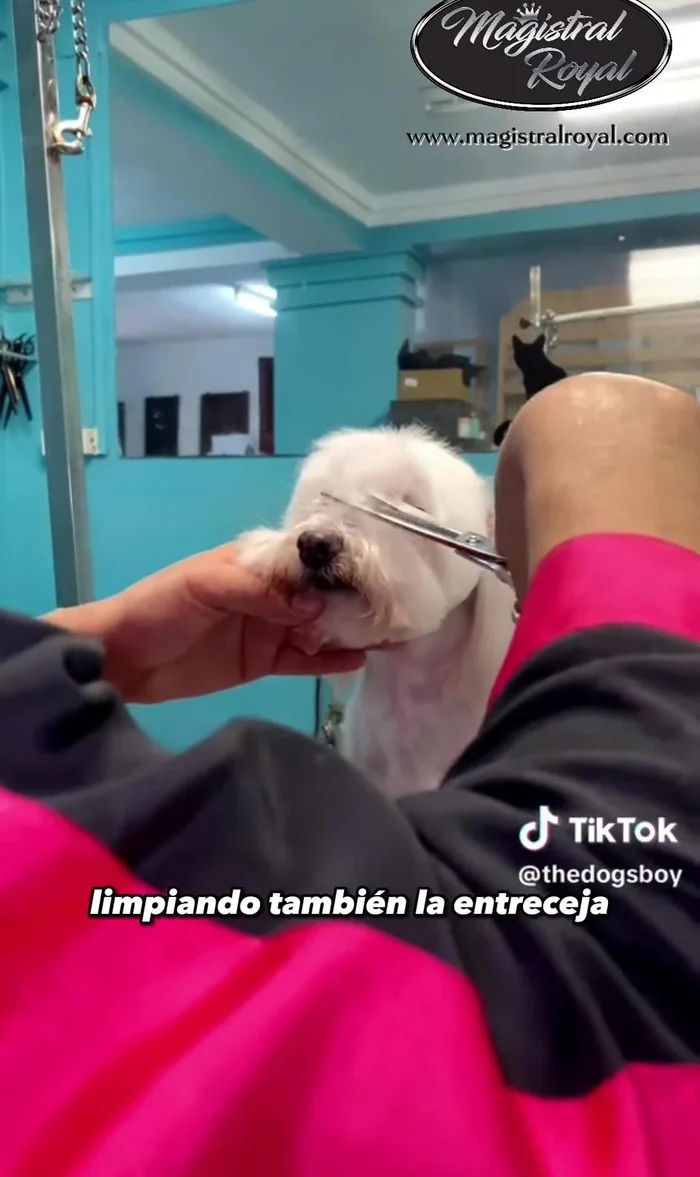 Pulir con tijeras de esculpir la entreceja y un poco desde el comienzo del hocico.