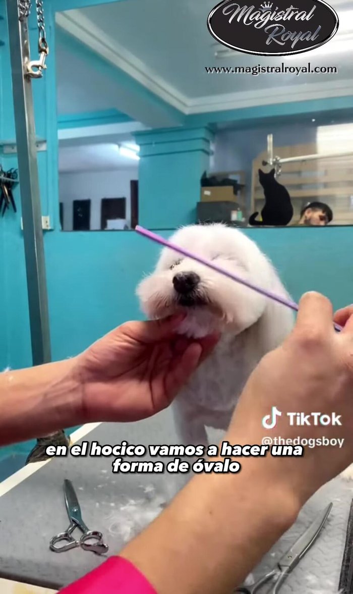 Quitar pelitos molestos de los labios y del medio de la boquita, puliendo con tijeras de esculpir para un acabado redondo.