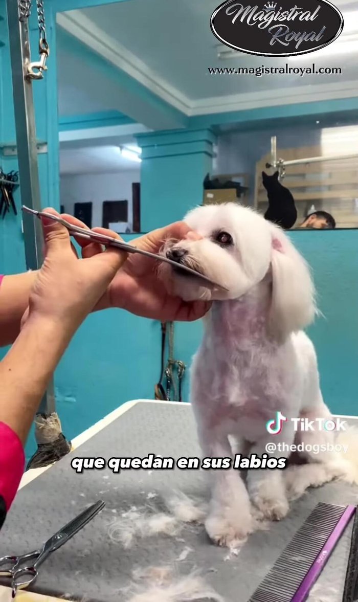 Quitar pelitos molestos de los labios y del medio de la boquita, puliendo con tijeras de esculpir para un acabado redondo.