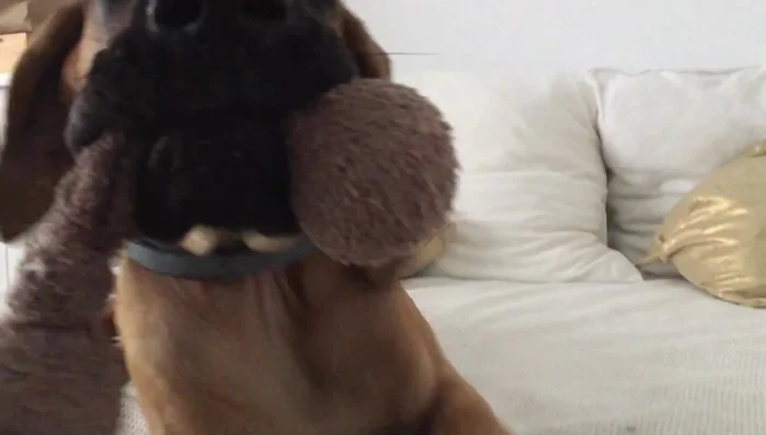 Únelas con un nudo y comienza a trenzar firmemente.