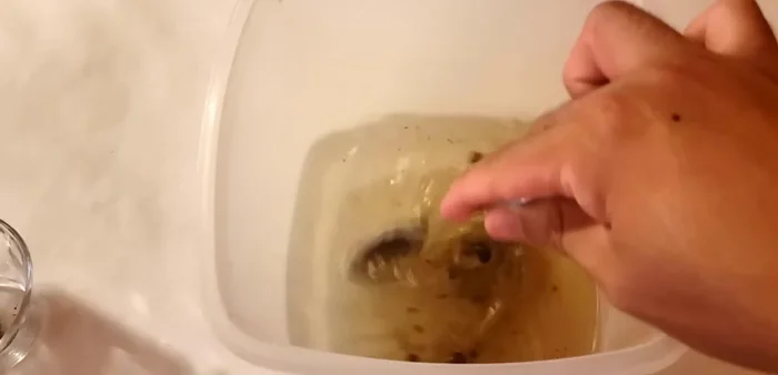 Agregar la pimienta negra molida y mezclar vigorosamente para disolverla.