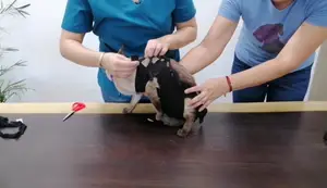 Cómo Hacer un Collar Isabelino y Body para Gatos con Material Reciclado