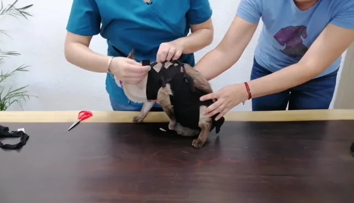 Colocar el body: Introducir las patas del gato en los orificios y amarrar las tiras, haciendo nudos dobles para asegurar el body. Ajustar para que quede firme pero cómodo, dejando la zona perianal libre.