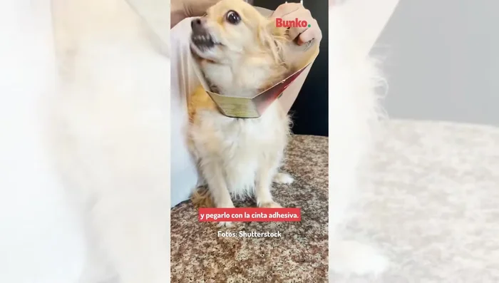 Colocar el collar isabelino a la mascota y pegarlo con cinta adhesiva.