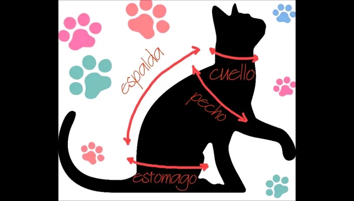 Mide a tu gato para comprobar que el traje le servirá.