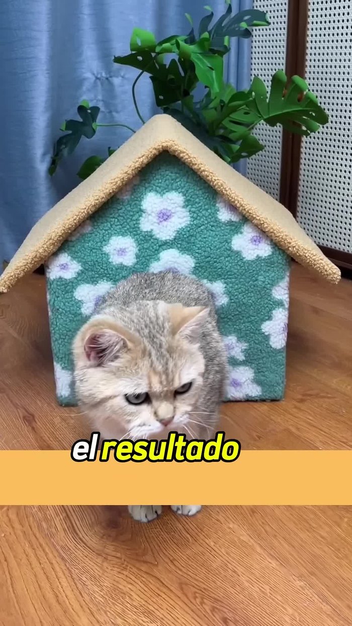 Haz un círculo lo suficientemente grande para que tu mascota pueda entrar y recórtalo para la entrada.
