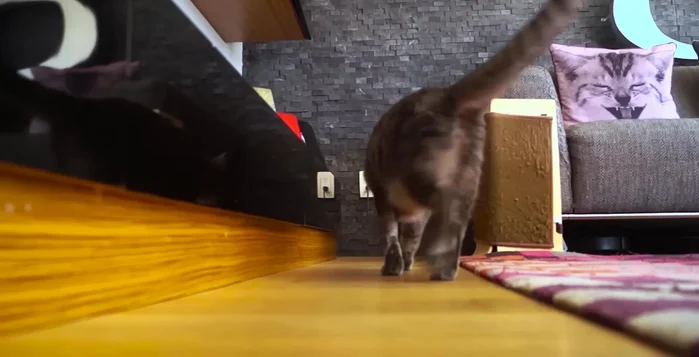 Utiliza cinta adhesiva doble cara transparente para crear una sensación desagradable en las garras del gato.