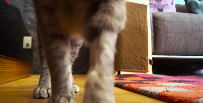 Utiliza cinta adhesiva doble cara transparente para crear una sensación desagradable en las garras del gato.