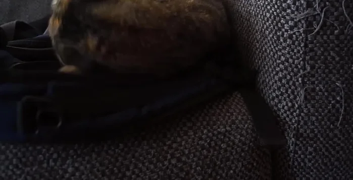 Utiliza cinta adhesiva doble cara transparente para crear una sensación desagradable en las garras del gato.