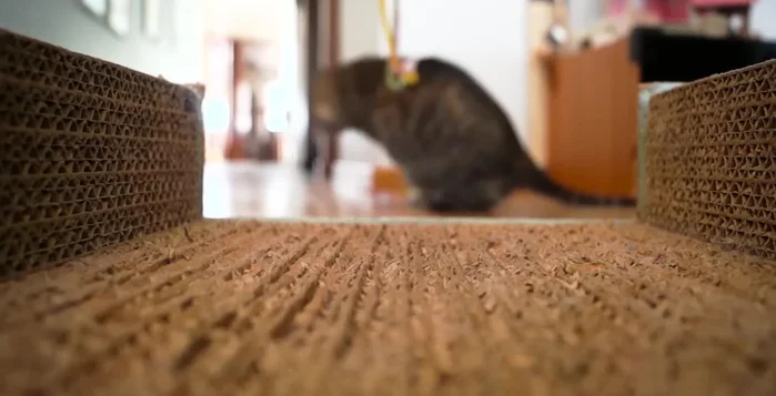 Anima a tu gato a usar los rascadores a través del juego, el ejemplo y recompensando su buen comportamiento.