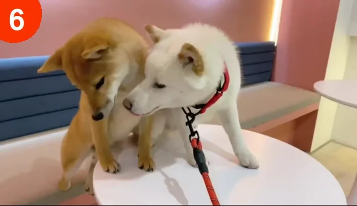 Análisis del Collar Número 7: Excelente iluminación y duración de la batería. Sujeción segura, evitando pérdidas del collar (a diferencia de otros probados anteriormente).