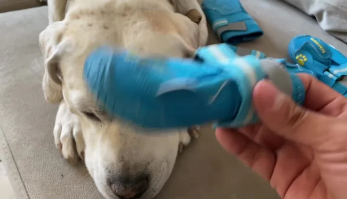 Colocar las botitas a Danger y explicar su propósito principal: proteger las patas del perro del calor del asfalto, piedras filosas, hielo o nieve.