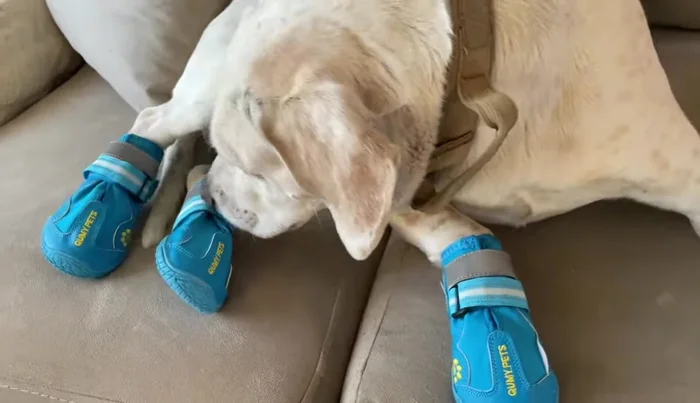 Demostrar cómo se colocan las botitas en las patas del perro y cómo camina con ellas.