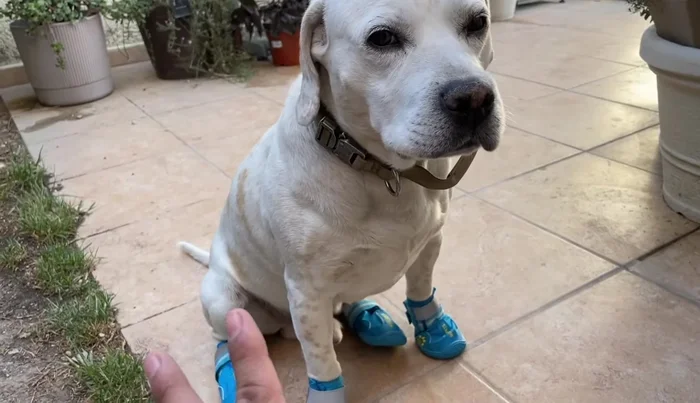 Conclusión: Resumen de los beneficios de usar botitas para perros y llamada a la acción (comprarlas en Amazon).