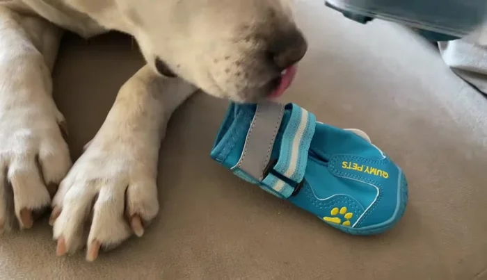 Descripción detallada de las botitas: materiales, tallas, colores, precio y características (velcro, material transpirable).