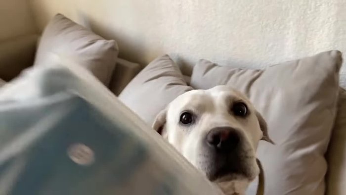 Presentación del video y las botitas para perros.